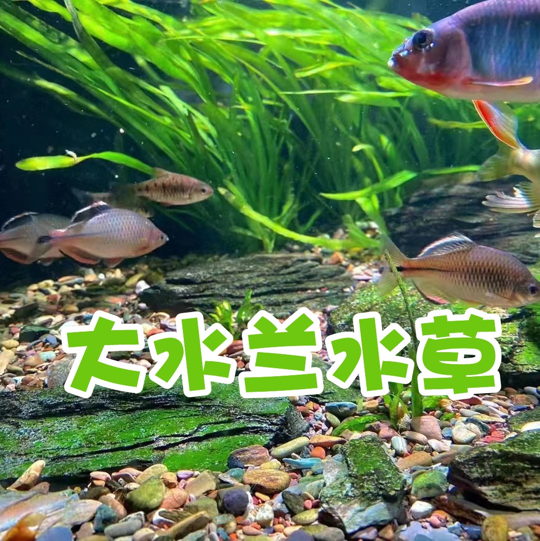 大水草大水兰原生鱼缸好养活阴性水下叶懒人水草造景淡水植物好养