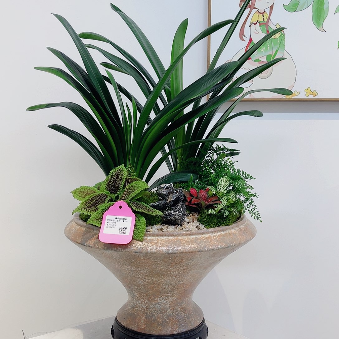 无花朵一物一拍君子兰