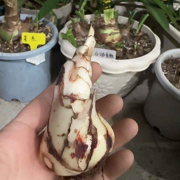 cc10。 4.5cm球丑，裸球发