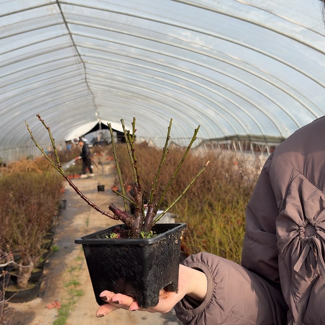 完全开放455555565