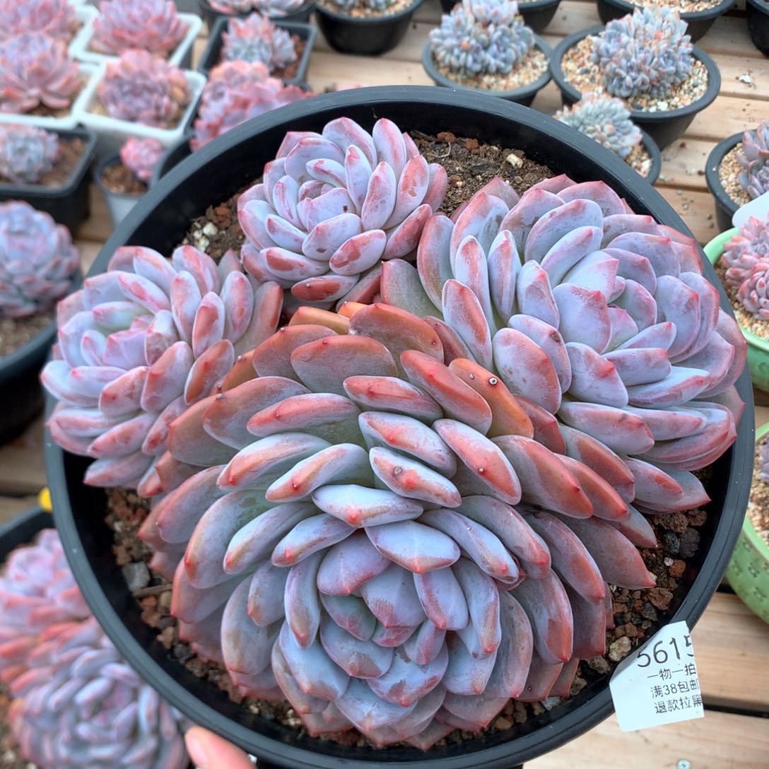 22厘米四头韩橙 无砍 5615