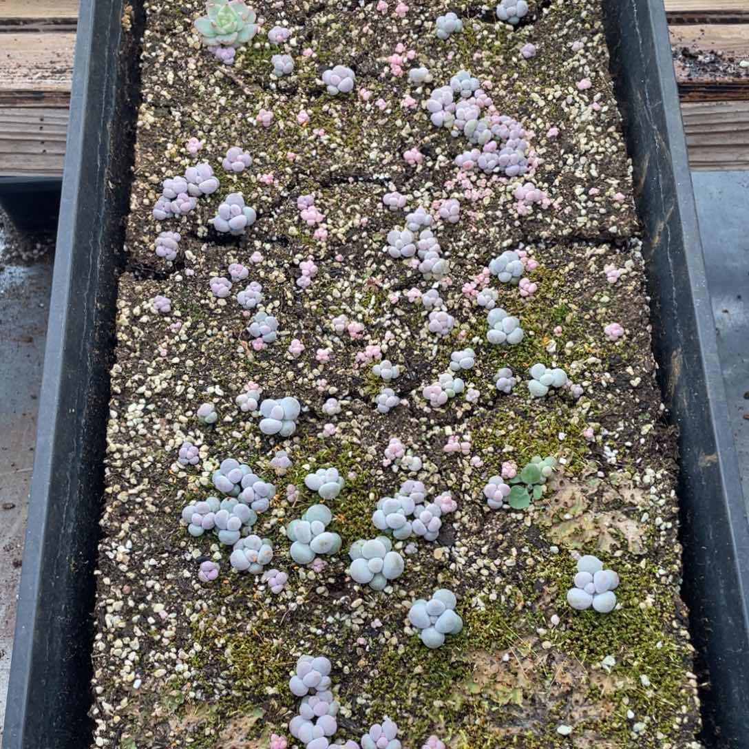 云糖心多肉植物126