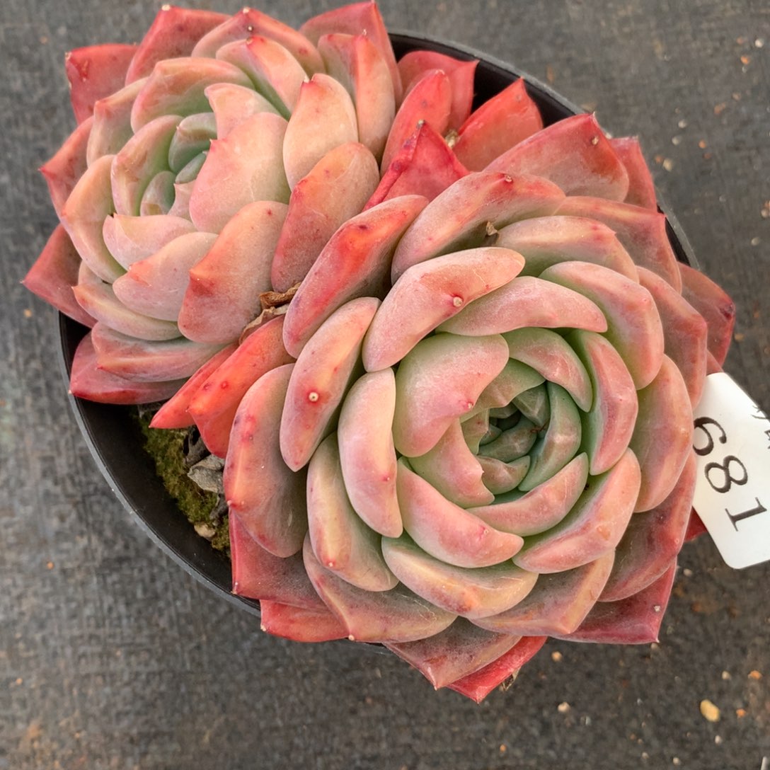 681杂交多肉老桩13冠