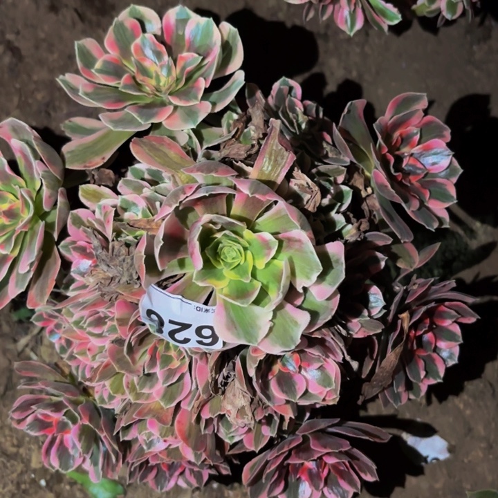 628女妖多肉植物不售后