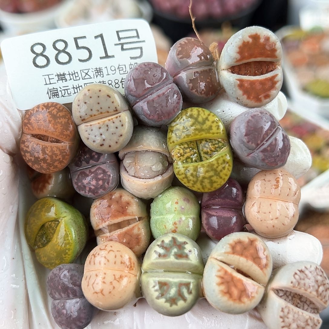 好养易活生石花大母本8851共20颗