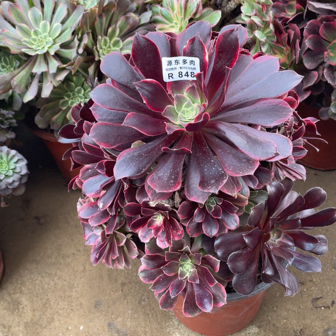 848金丝多肉法师断枝不包