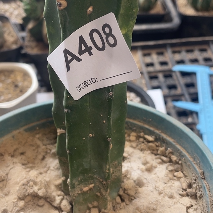 仙人球草球408号龙