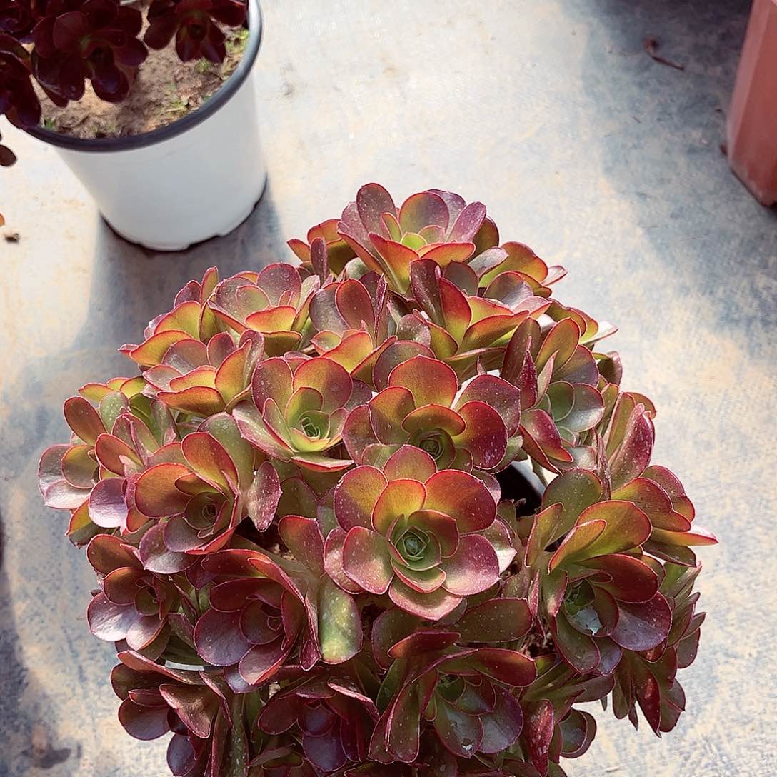 魅金玫瑰法师多肉植物