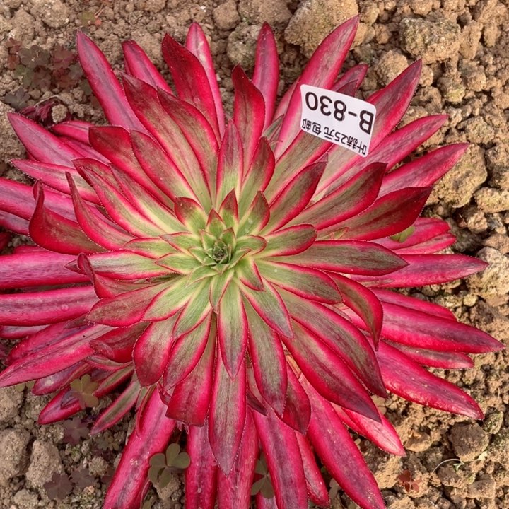 830朱雀多肉12345678