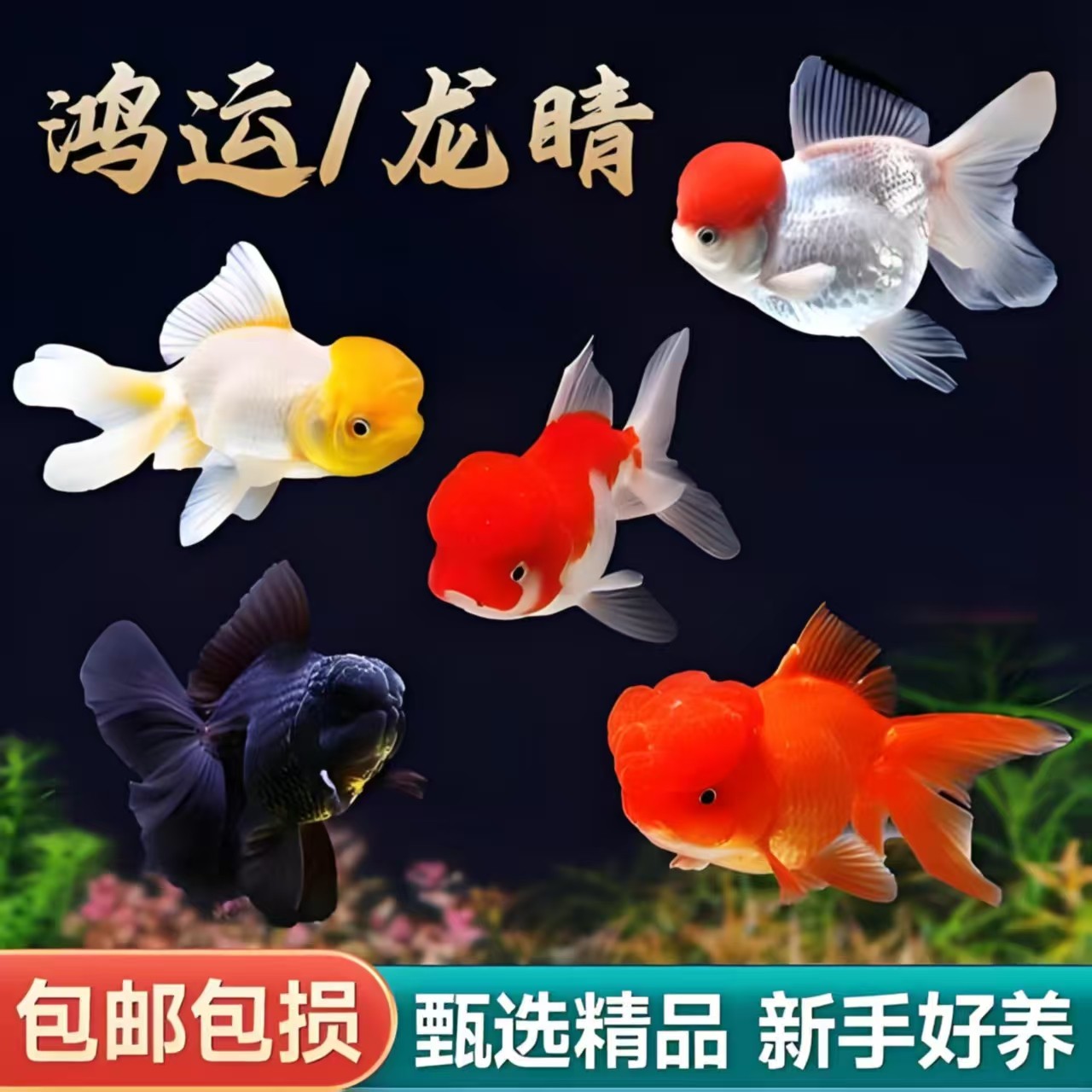 精品国粹金鱼大尺寸.鸿运当头·红国狮.黑龙睛·三色混发