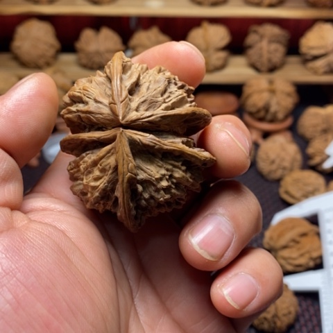 没***白文玩核桃把件核桃