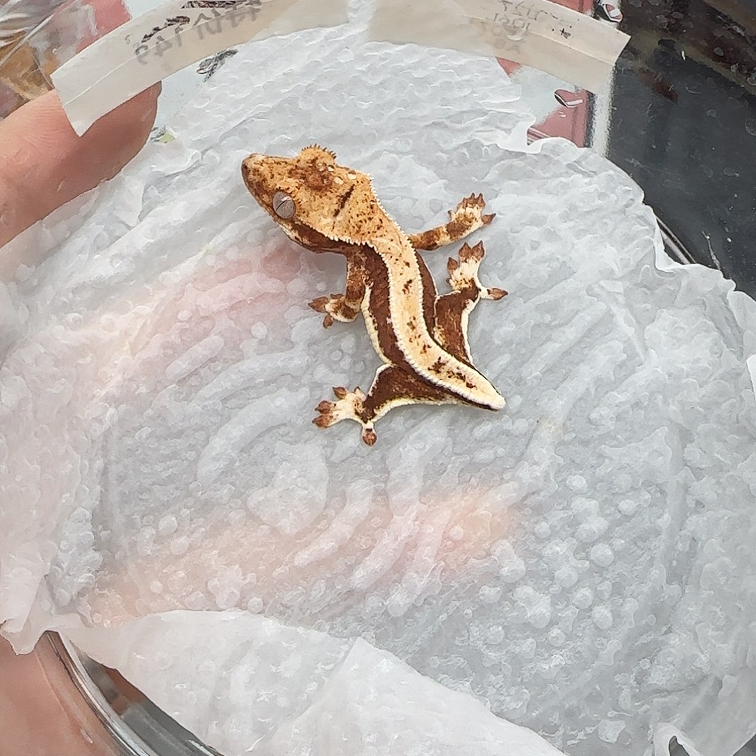 睫角守宫丽丽特价