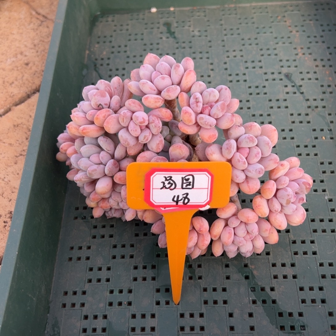 *****汤圆。             