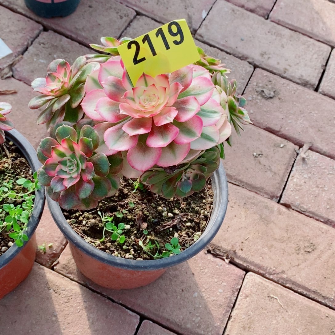 এ***༊小荔枝多肉法师2119