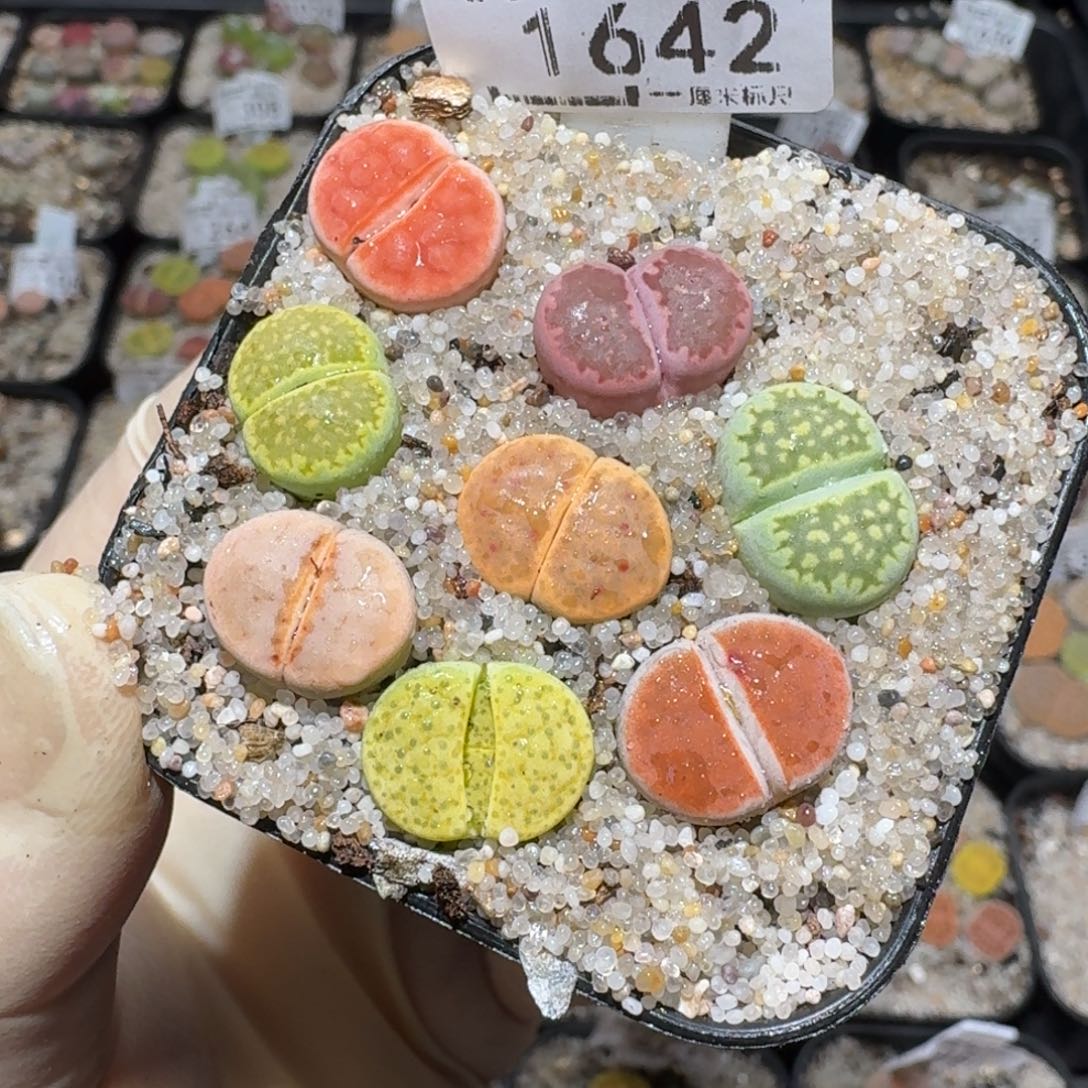 Zzz生石花肉锥1642