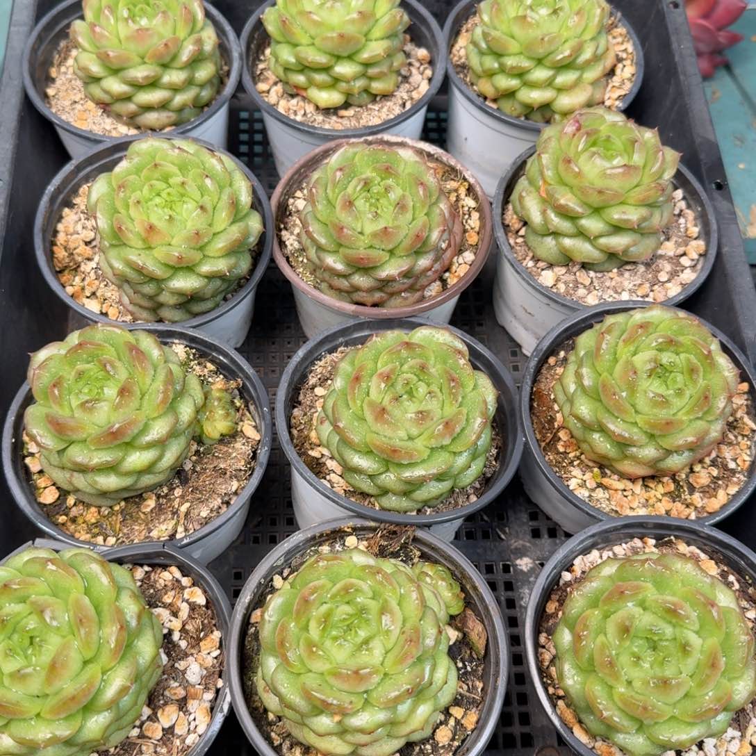 从前慢多肉精选编号1128.灯泡