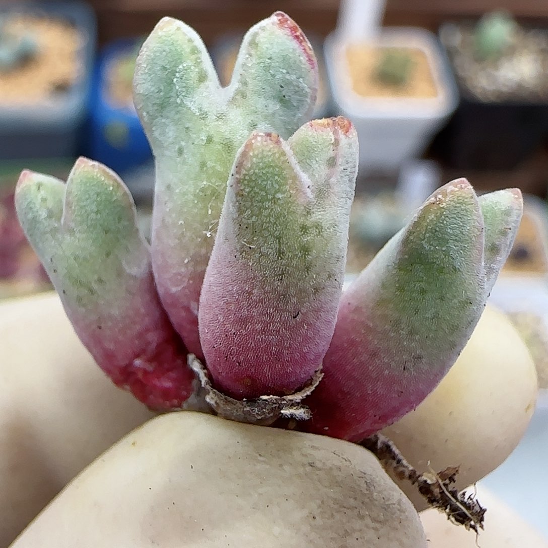 873园艺优选猪蹄