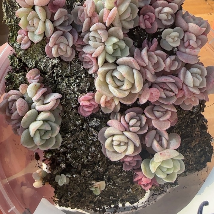 5王者系列种播苗一盒