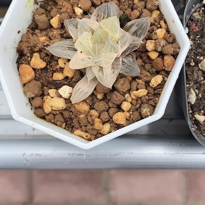 十二卷玉露锦赤线