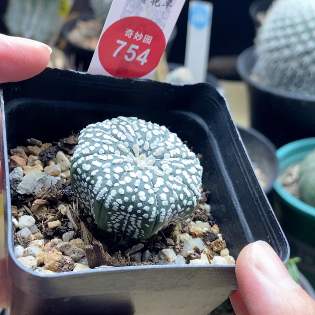 实生海星奇迹兜3.7cm