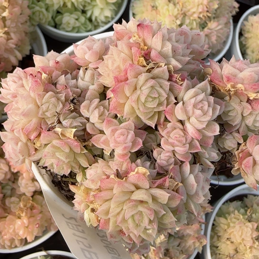 花语逸镜0215-526散