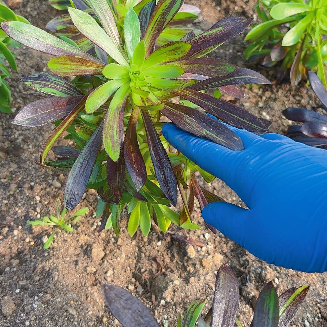 水墨丹青手捧多肉植物