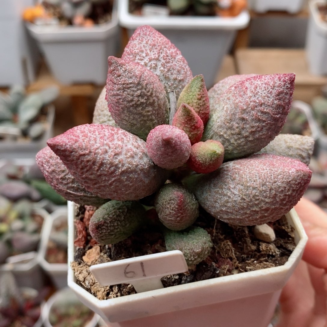 腹部水泡多肉植物