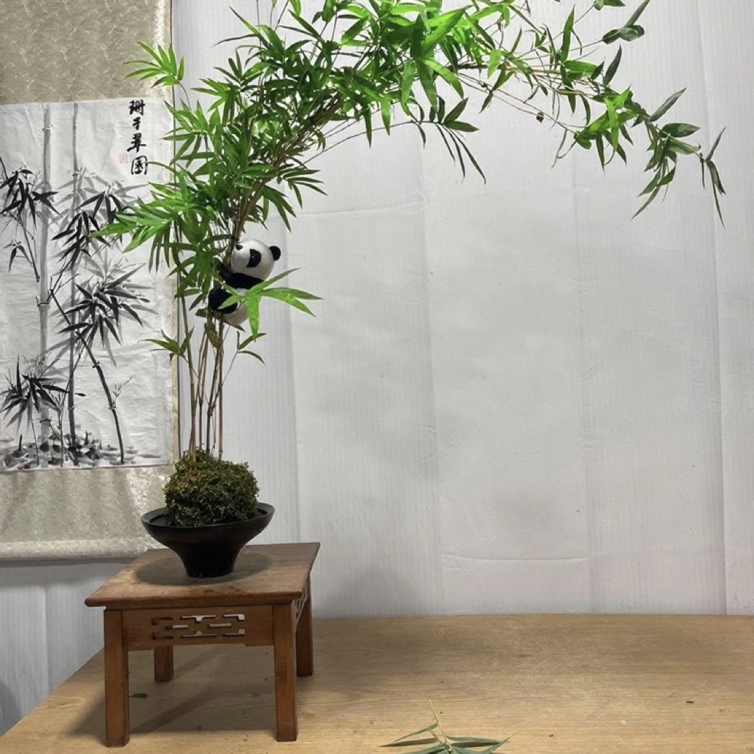 红观音竹内门竹米竹室内外桌面水培盆栽四季常青净化空气绿植