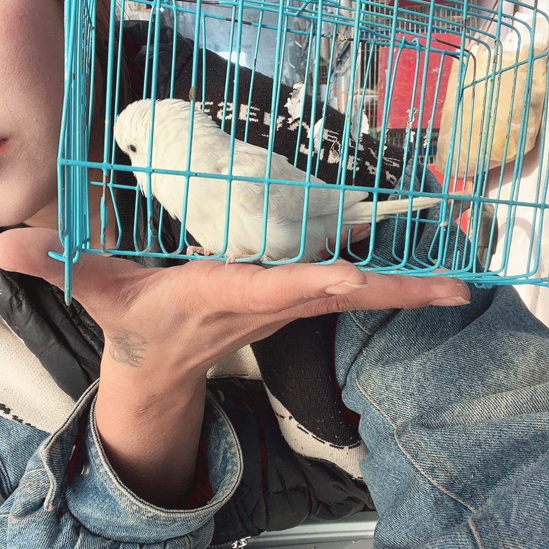 虎皮鹦鹉我的小姐姐