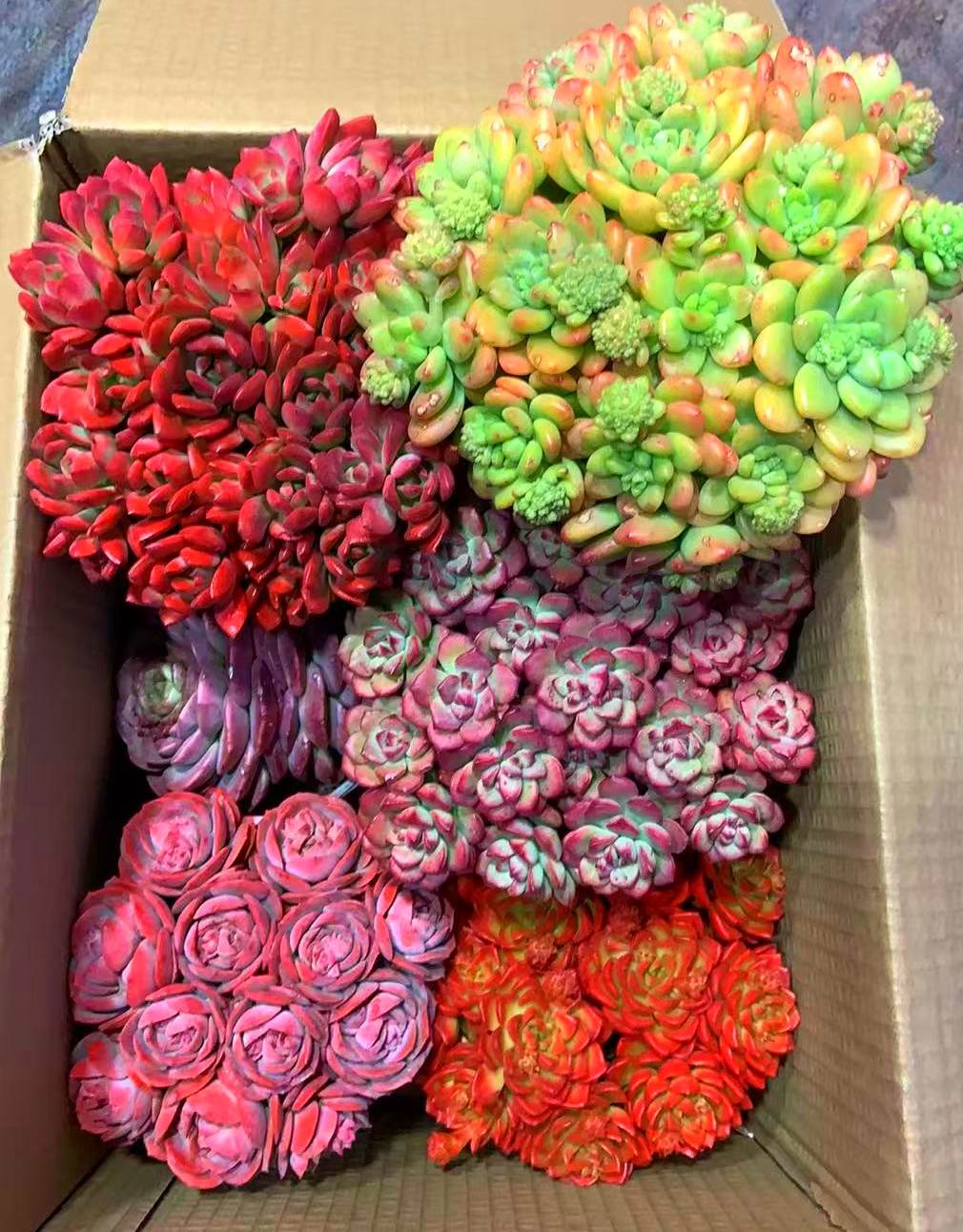 MS满满一大箱，全部挑好的发，4个带盆土，2个脱土，云南基地发。