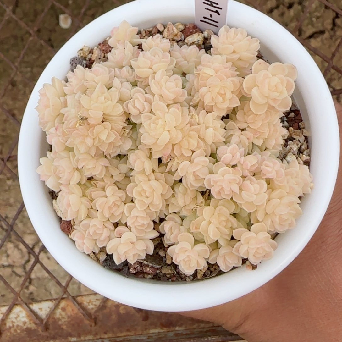 亮*?【闪购商品】0309-97（ht-11）