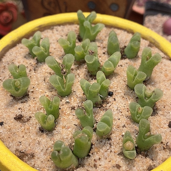 双头冰风铃一颗         