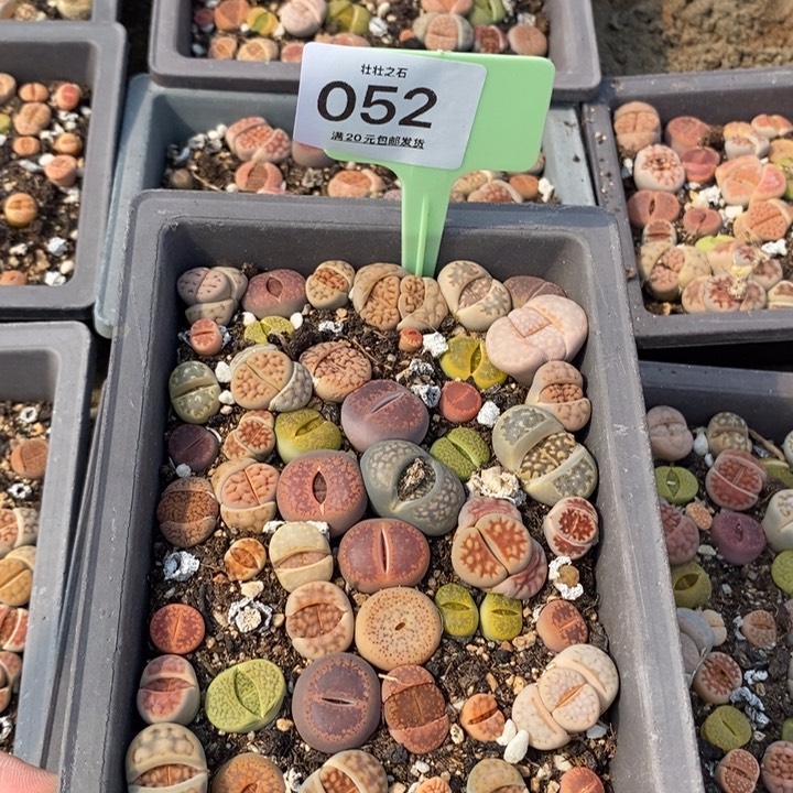 英*052生石花小苗长