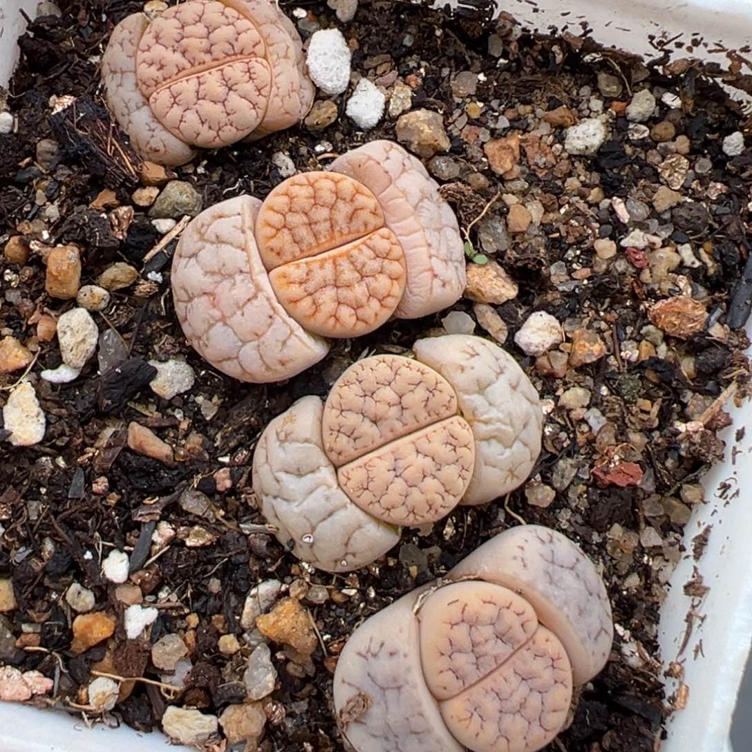 2.4好看的多肉500