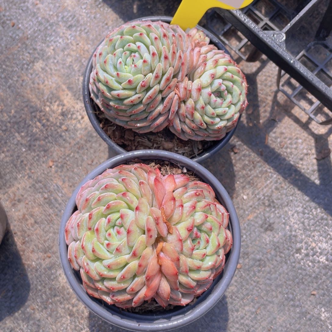 1060号 白胖子双头一个