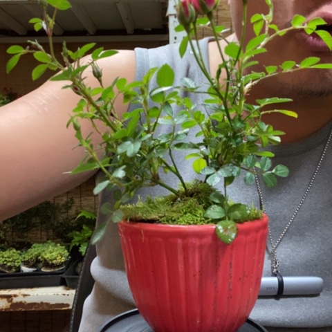 红陶一物一拍所见即所得25