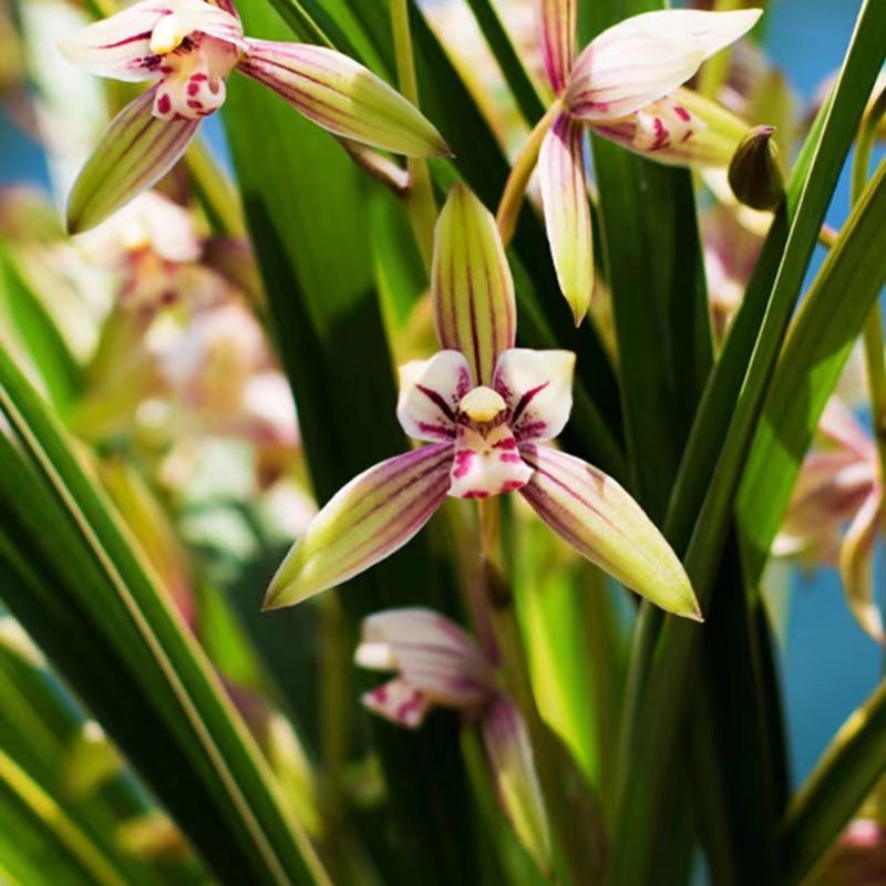 锦绣丹霞带花苞 建兰铭品 金边叶艺 花开浓香好养护 花期久