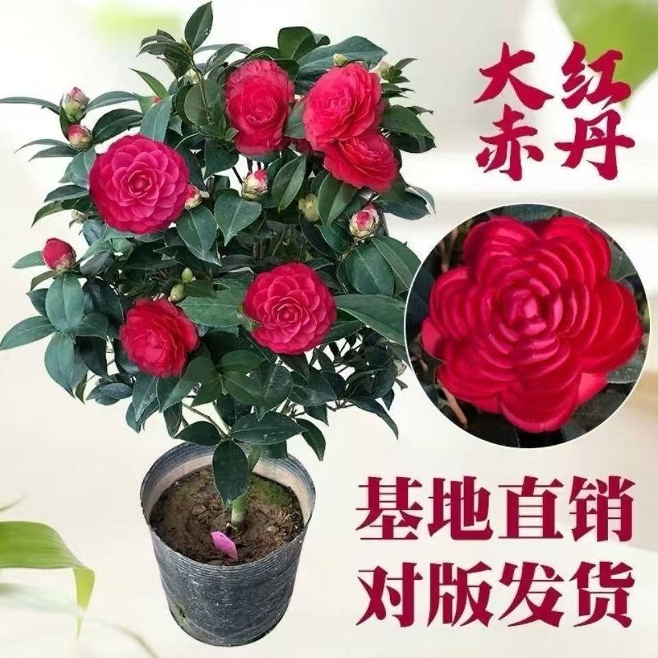 六角大红赤丹茶花当年开花室内绿植阳台客厅庭院耐寒植物好养易活