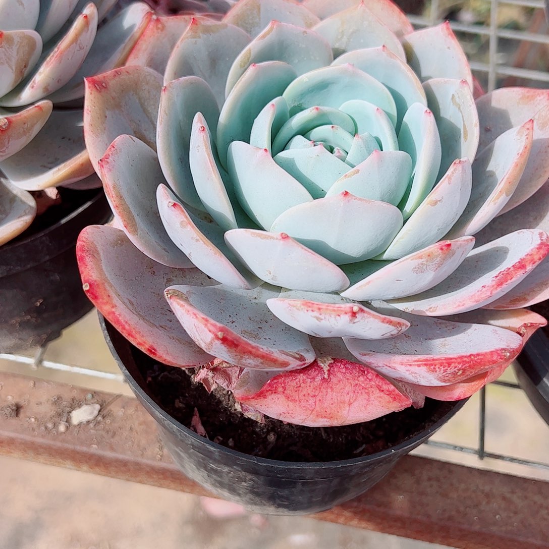 凤橙大单头精品特价