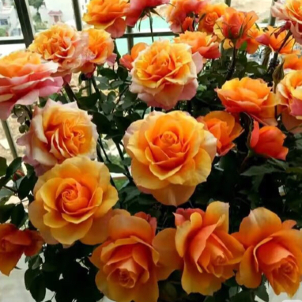 嫁接 淡香切花 艾怕索