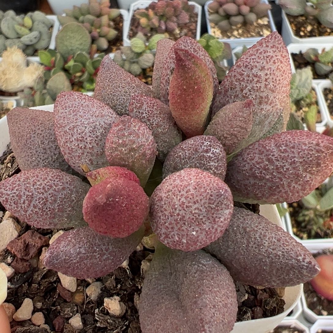 腹部满盆老桩多肉植物水泡多肉植物