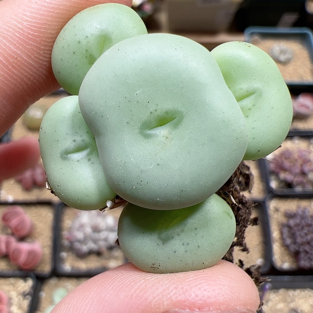 【闪购商品】347 饼