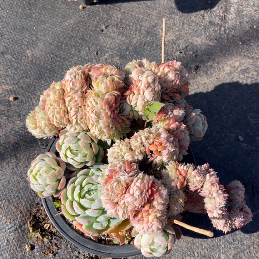 贝瑞缀化多肉顺其