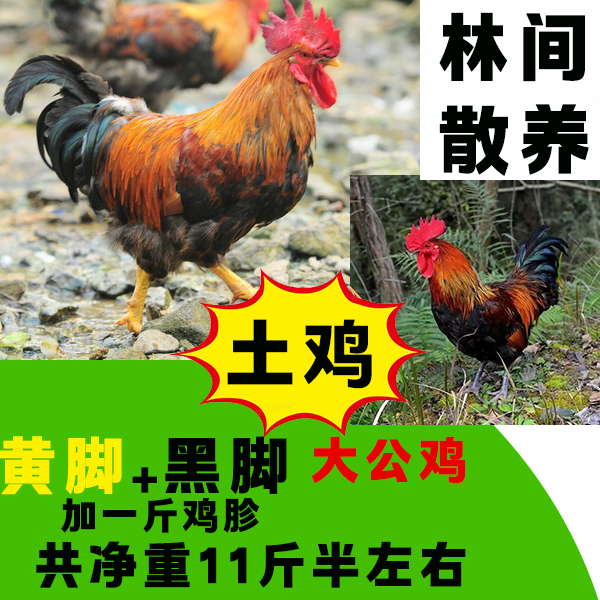 （一黑一黄）两只散养大冠公鸡加一斤鸡胗共净重十一斤半左右