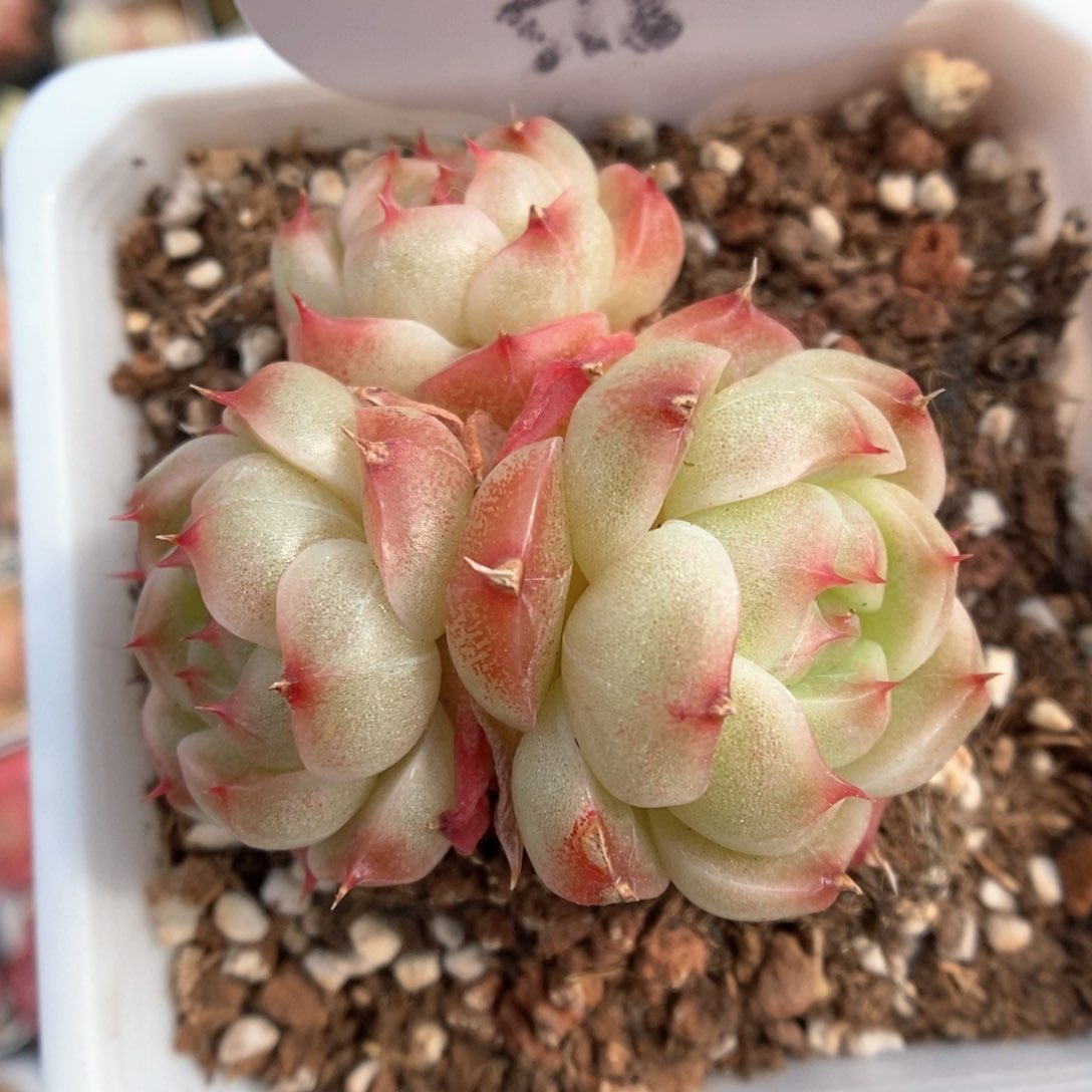 麦秆可拍518号。    