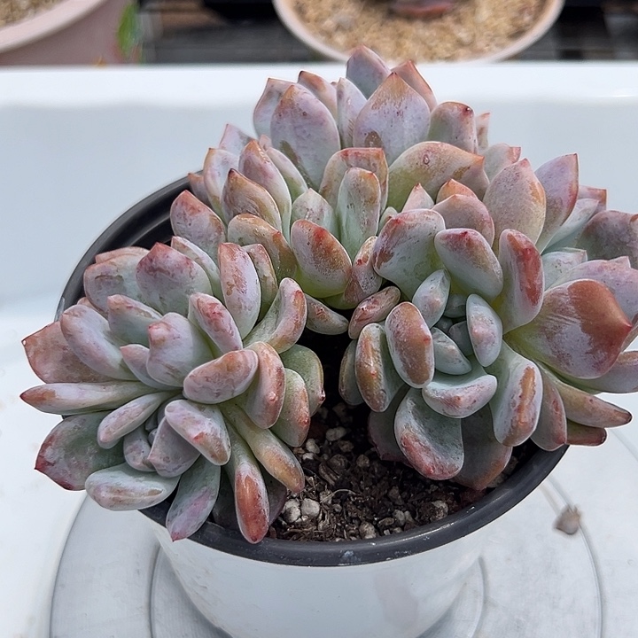 猪****轻轻松松就能得到一颗星影