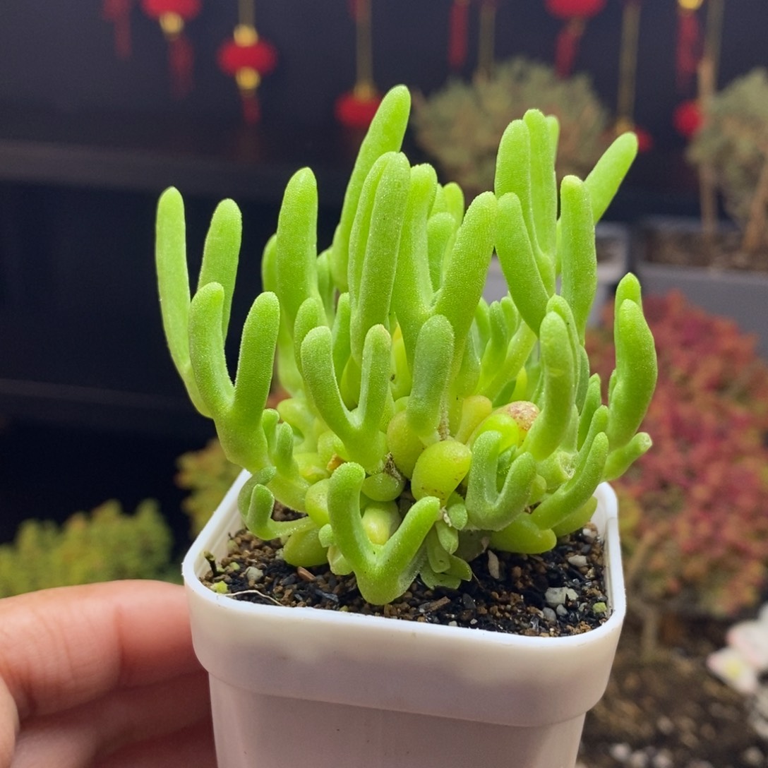 a26号实生冰糕枝干多肉