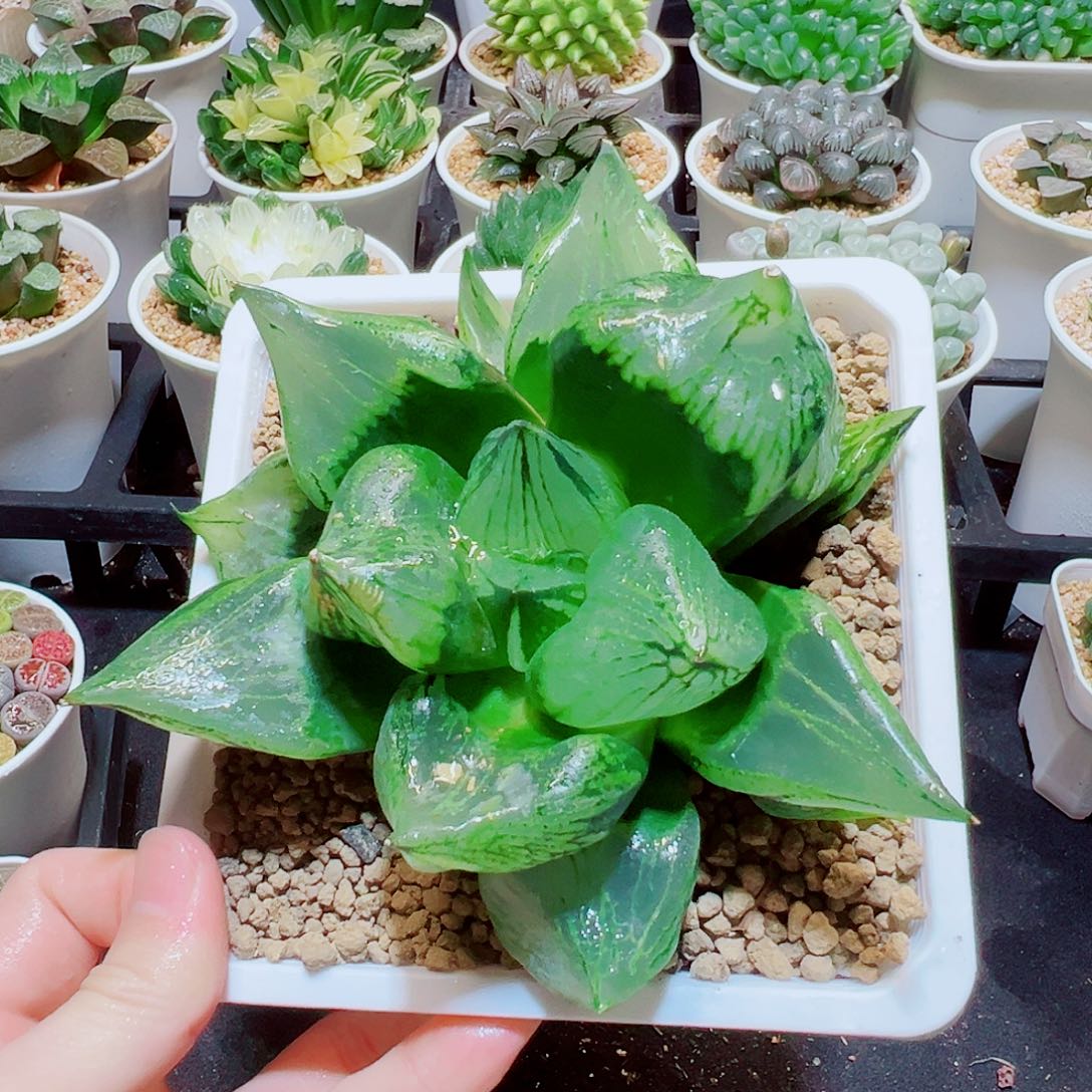 巨无霸裹般诺，38.8，6666