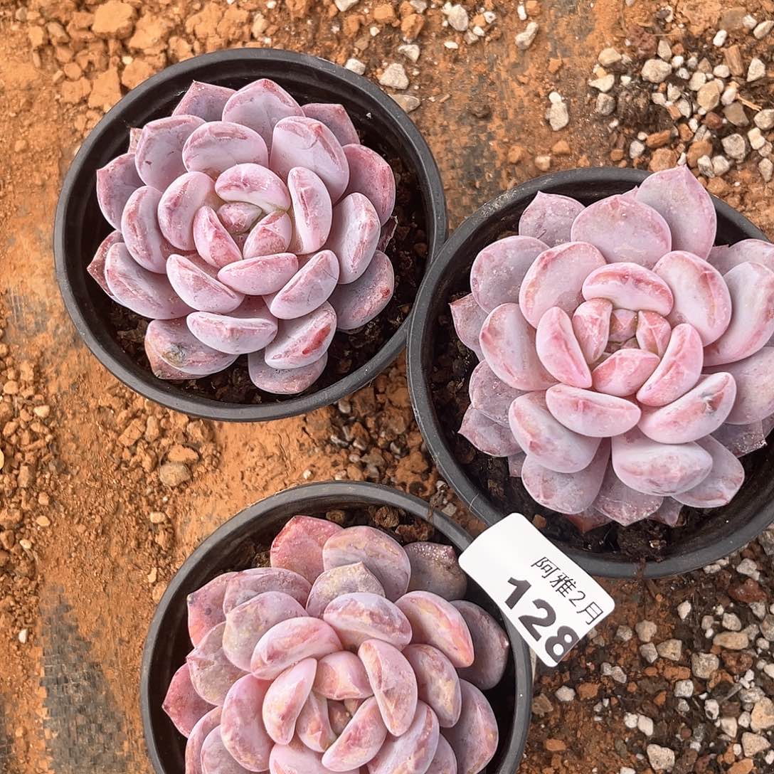 阿雅园艺。    128