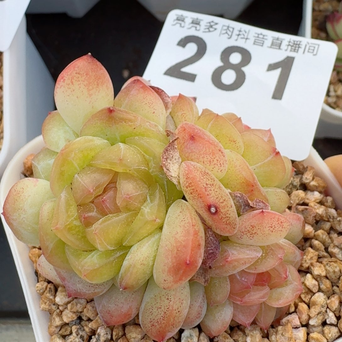 珍妮四头带缀         多肉植物